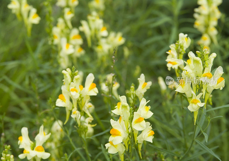 黄豆(Linaria vulgaris)